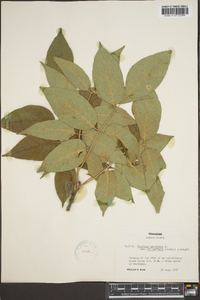 Fraxinus biltmoreana image