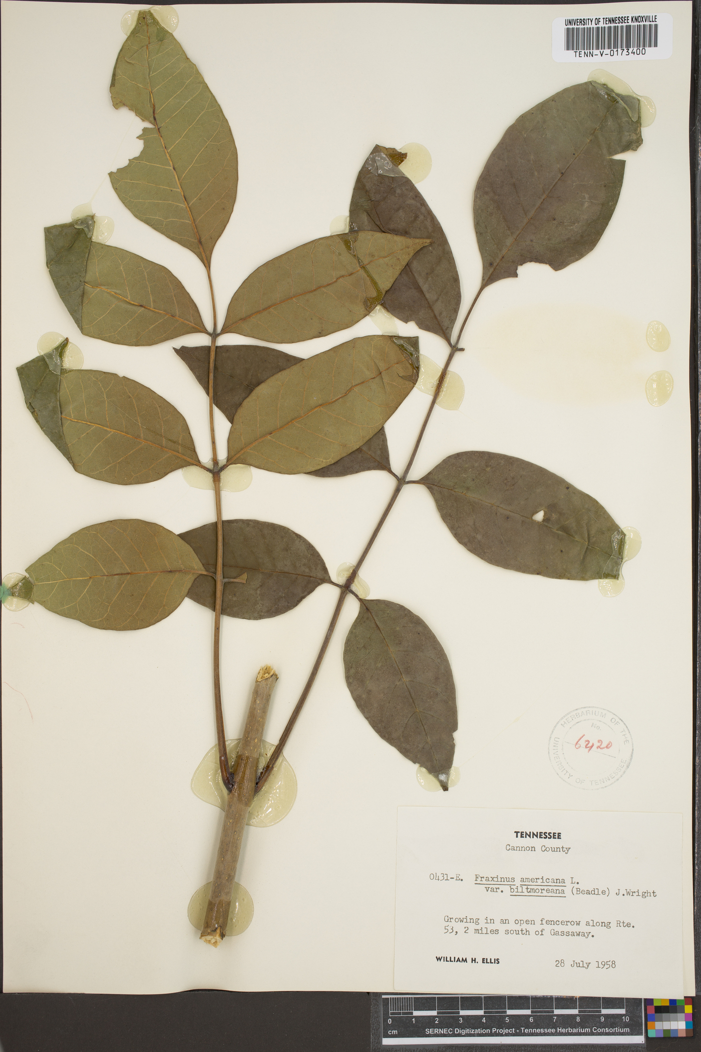 Fraxinus biltmoreana image