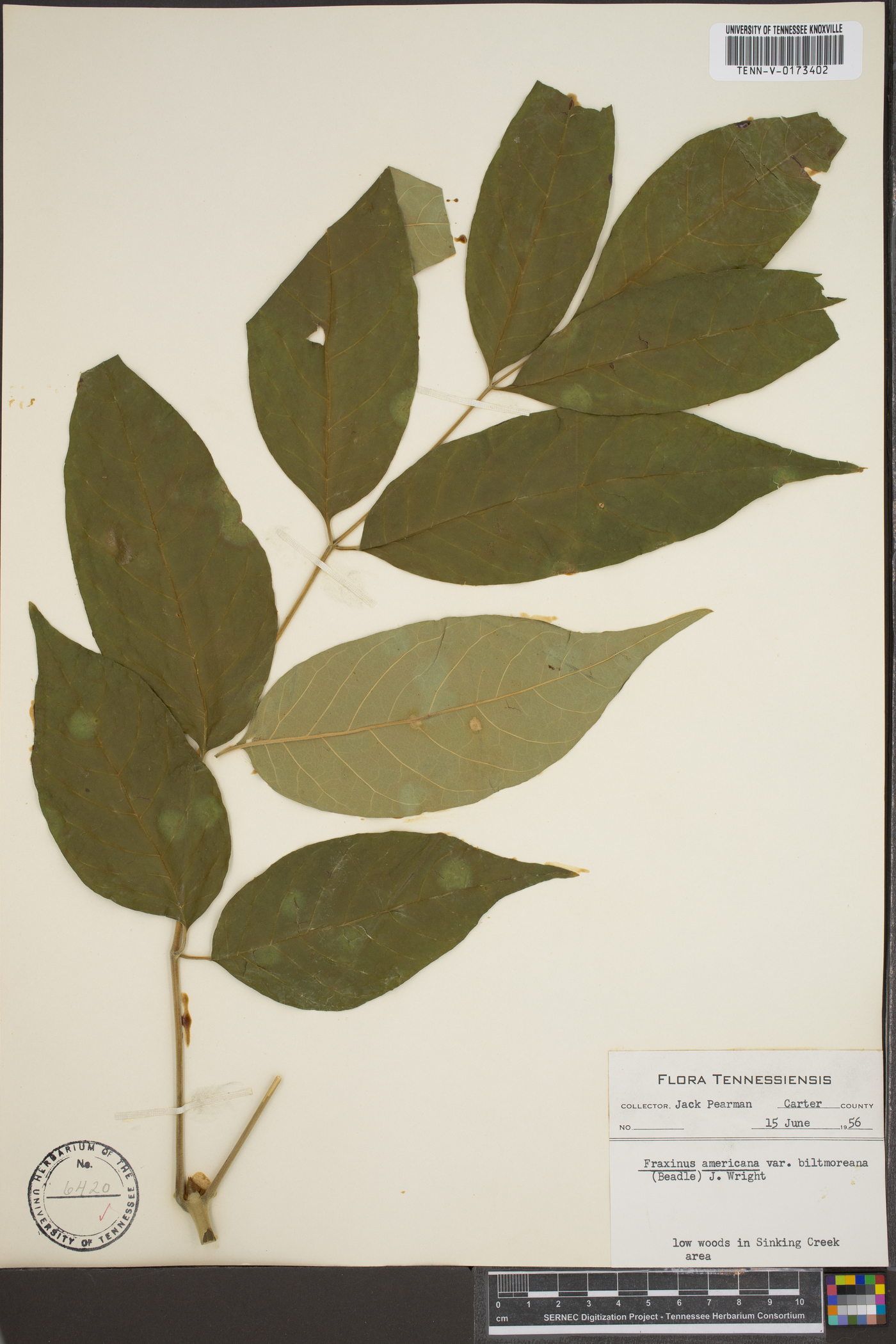 Fraxinus biltmoreana image