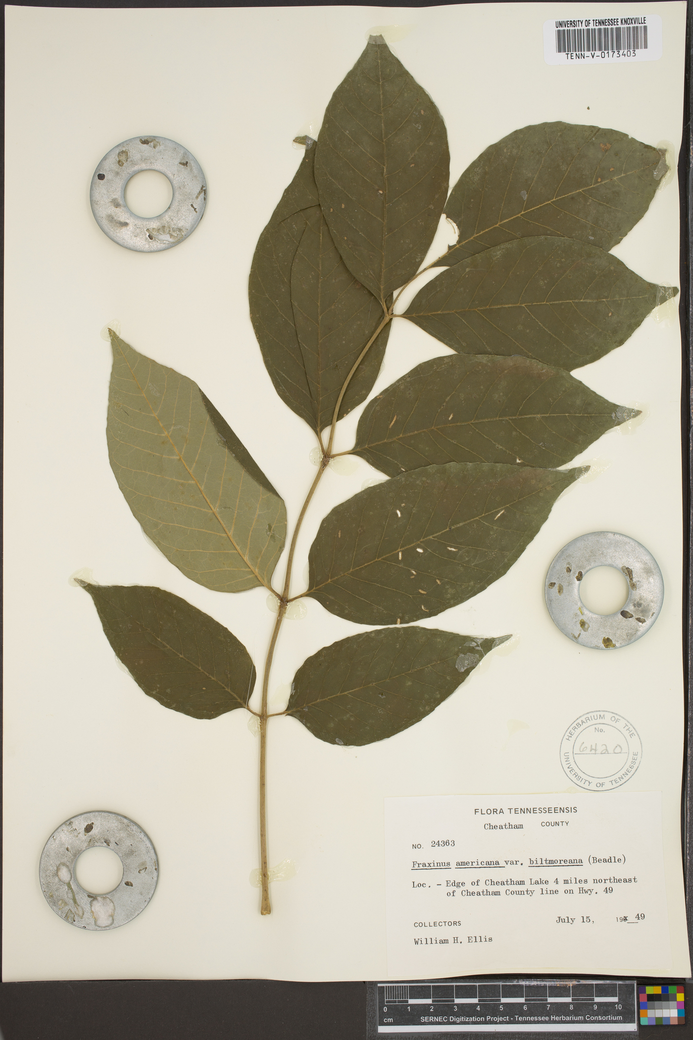 Fraxinus biltmoreana image