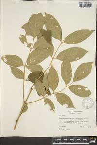 Fraxinus biltmoreana image