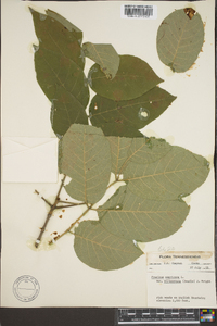 Fraxinus biltmoreana image