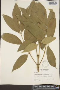 Fraxinus biltmoreana image