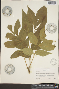 Fraxinus biltmoreana image