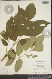 Fraxinus biltmoreana image