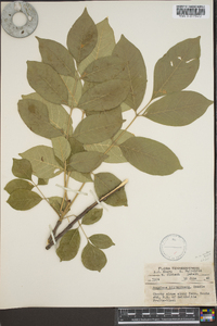 Fraxinus biltmoreana image