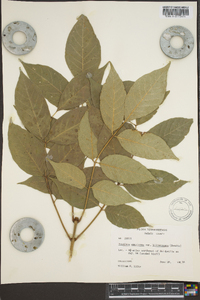 Fraxinus biltmoreana image