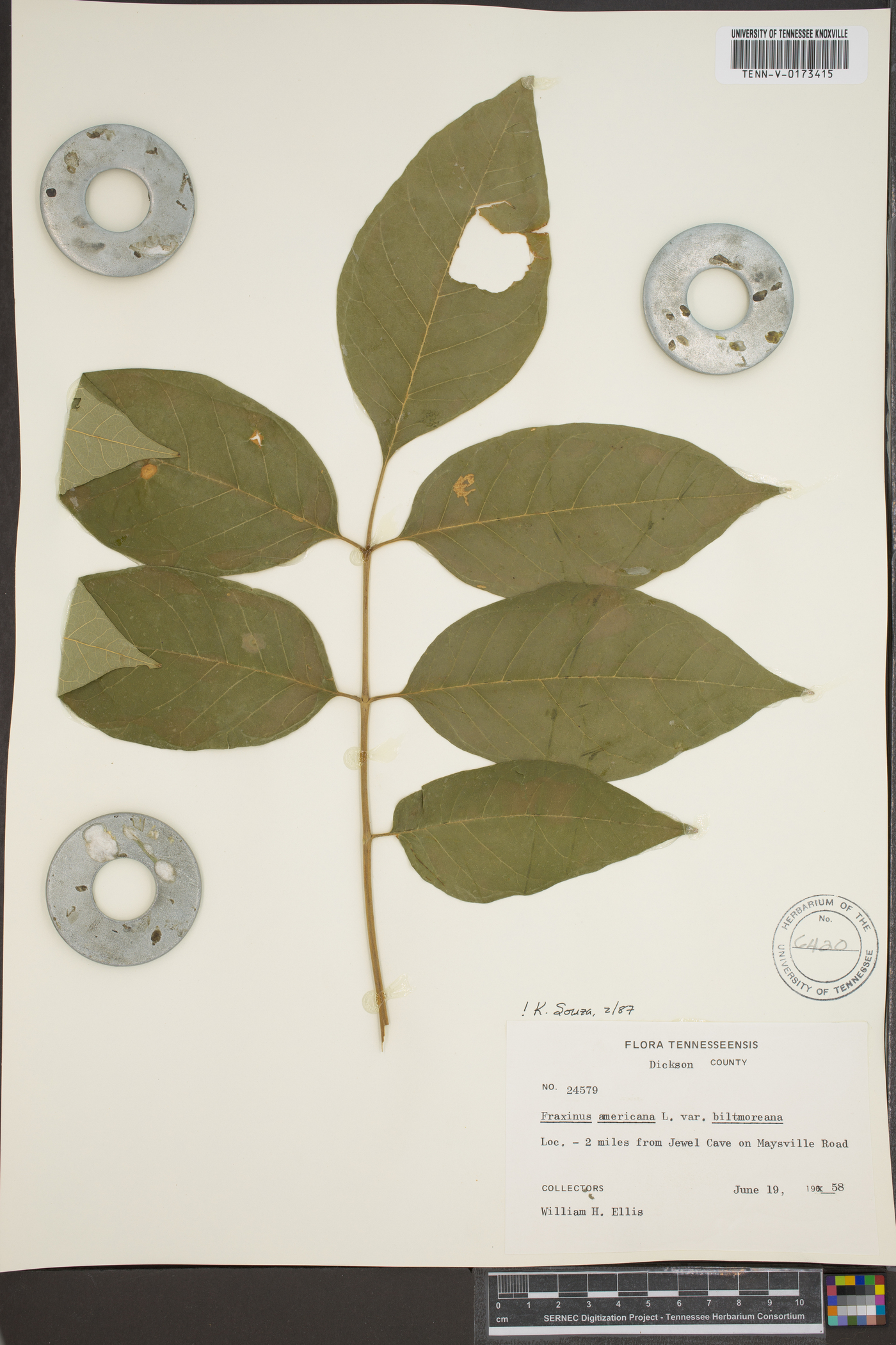 Fraxinus biltmoreana image