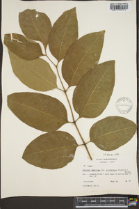 Fraxinus biltmoreana image