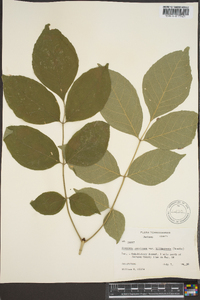 Fraxinus biltmoreana image