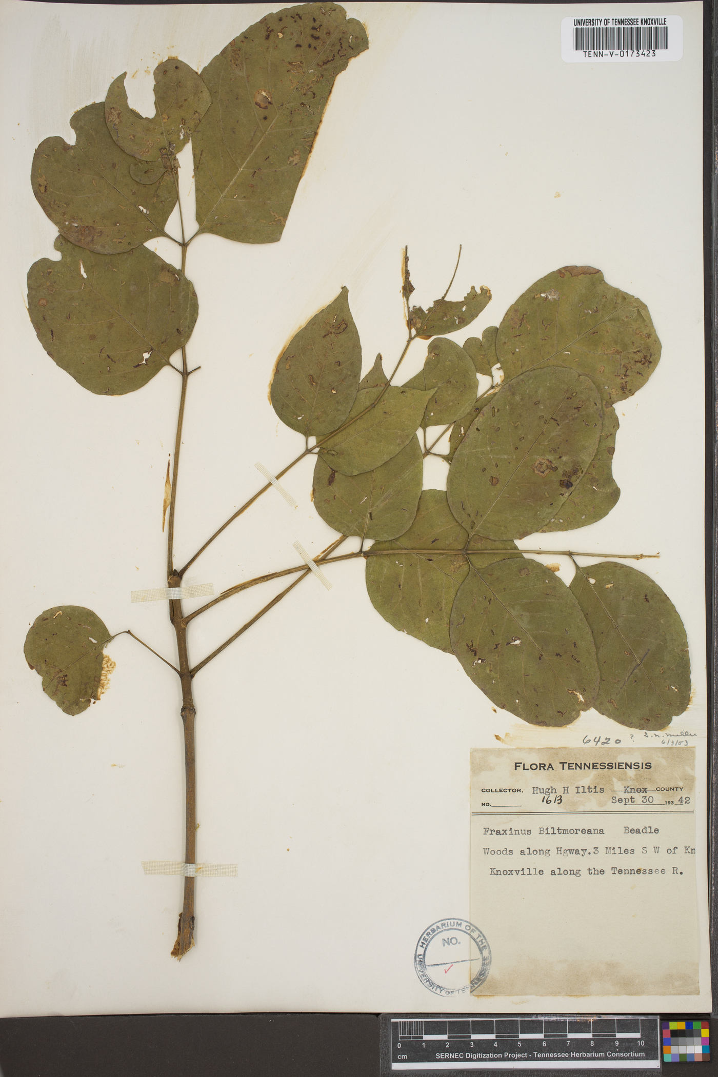 Fraxinus biltmoreana image