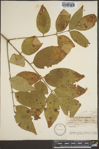 Fraxinus biltmoreana image