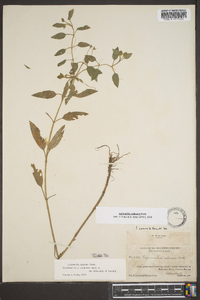 Lysimachia radicans image