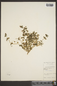 Lysimachia arvensis image