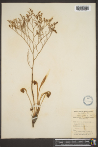 Limonium carolinianum image