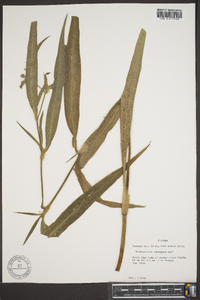 Tradescantia subaspera image