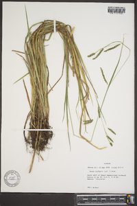 Carex oxylepis image