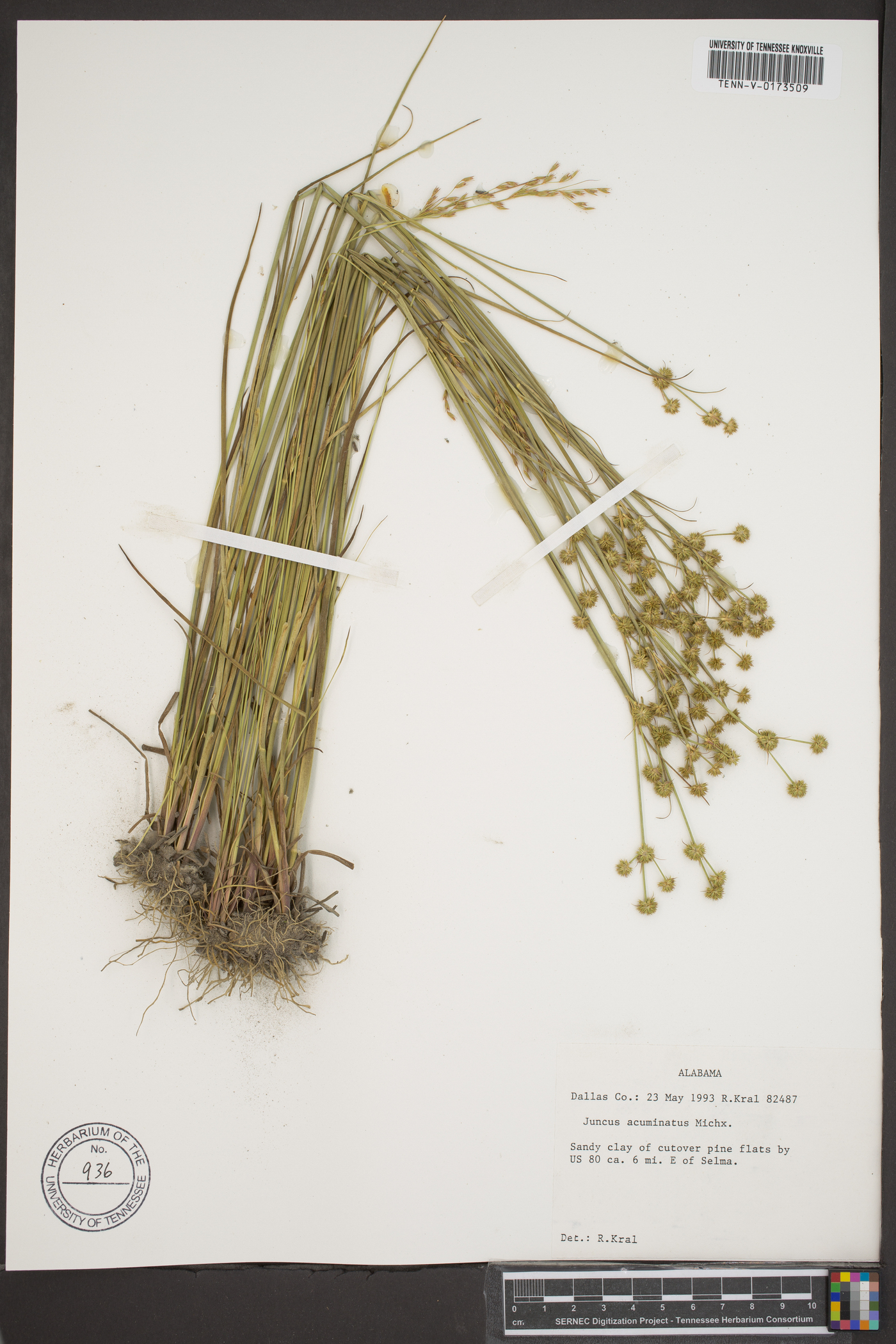 Carex flacca subsp. erythrostachys image