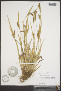 Carex flaccosperma image