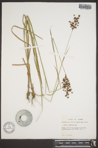 Juncus biflorus image