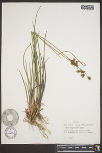 Juncus trigonocarpus image