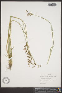 Juncus biflorus image