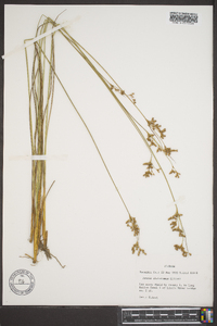 Juncus dichotomus image