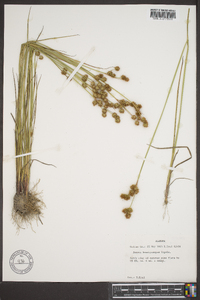 Juncus brachycarpus image