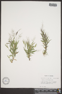 Panicum wrightianum image