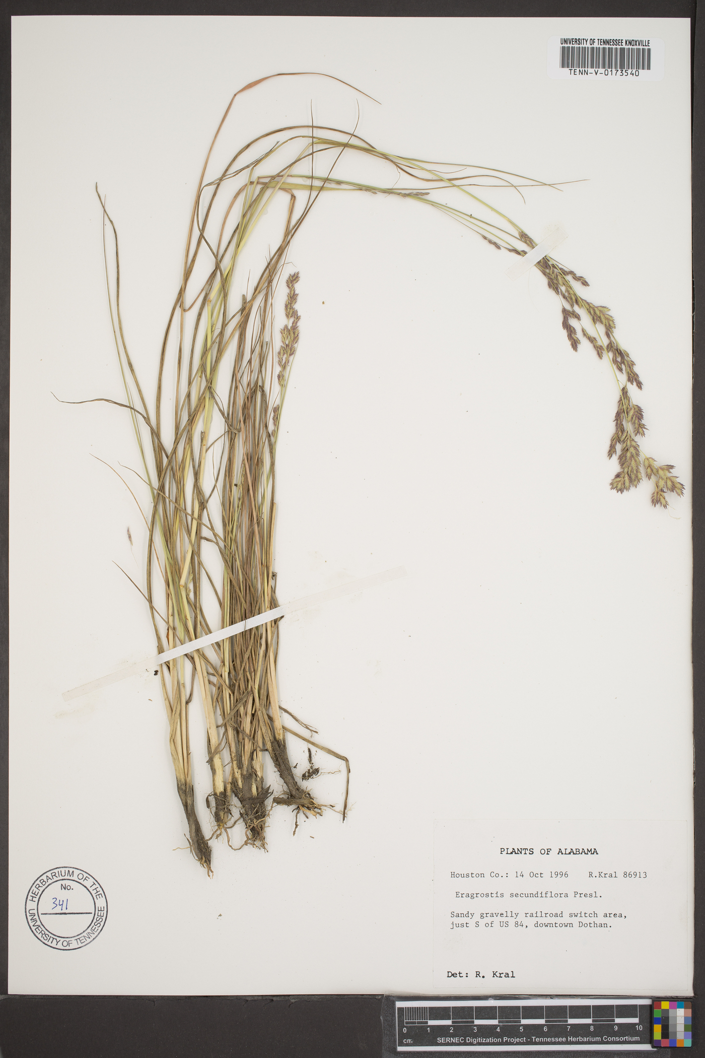 Eragrostis secundiflora image
