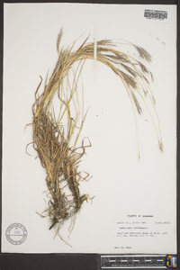 Bothriochloa ischaemum image