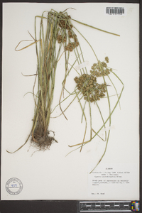 Cyperus pseudovegetus image