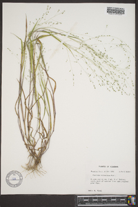 Kellochloa verrucosa image