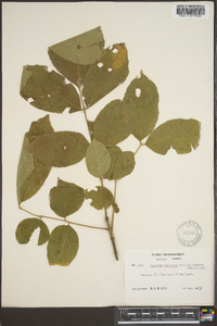 Fraxinus biltmoreana image