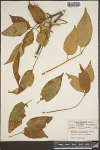 Fraxinus biltmoreana image