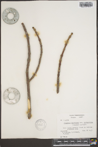 Fraxinus biltmoreana image