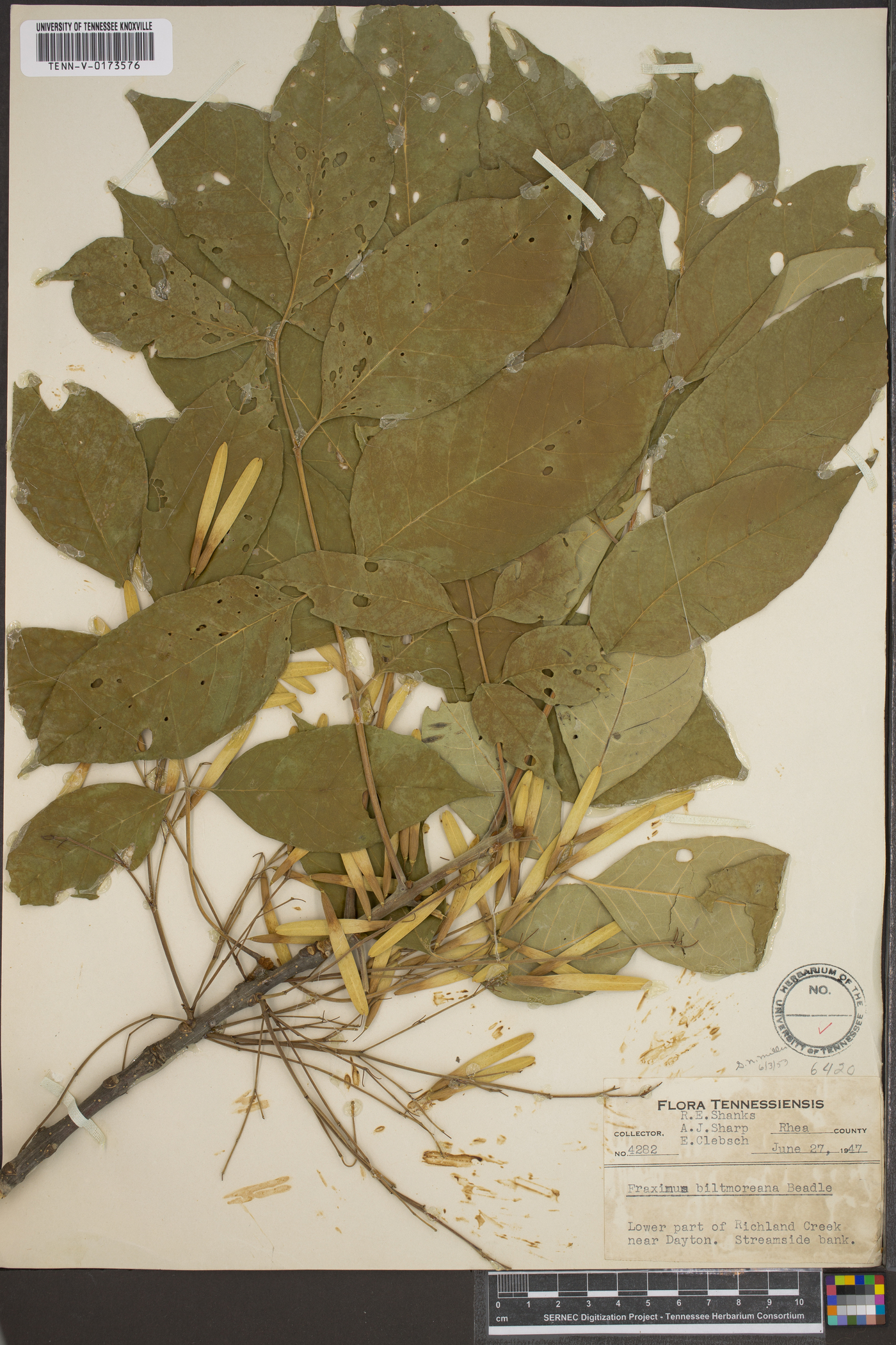 Fraxinus biltmoreana image