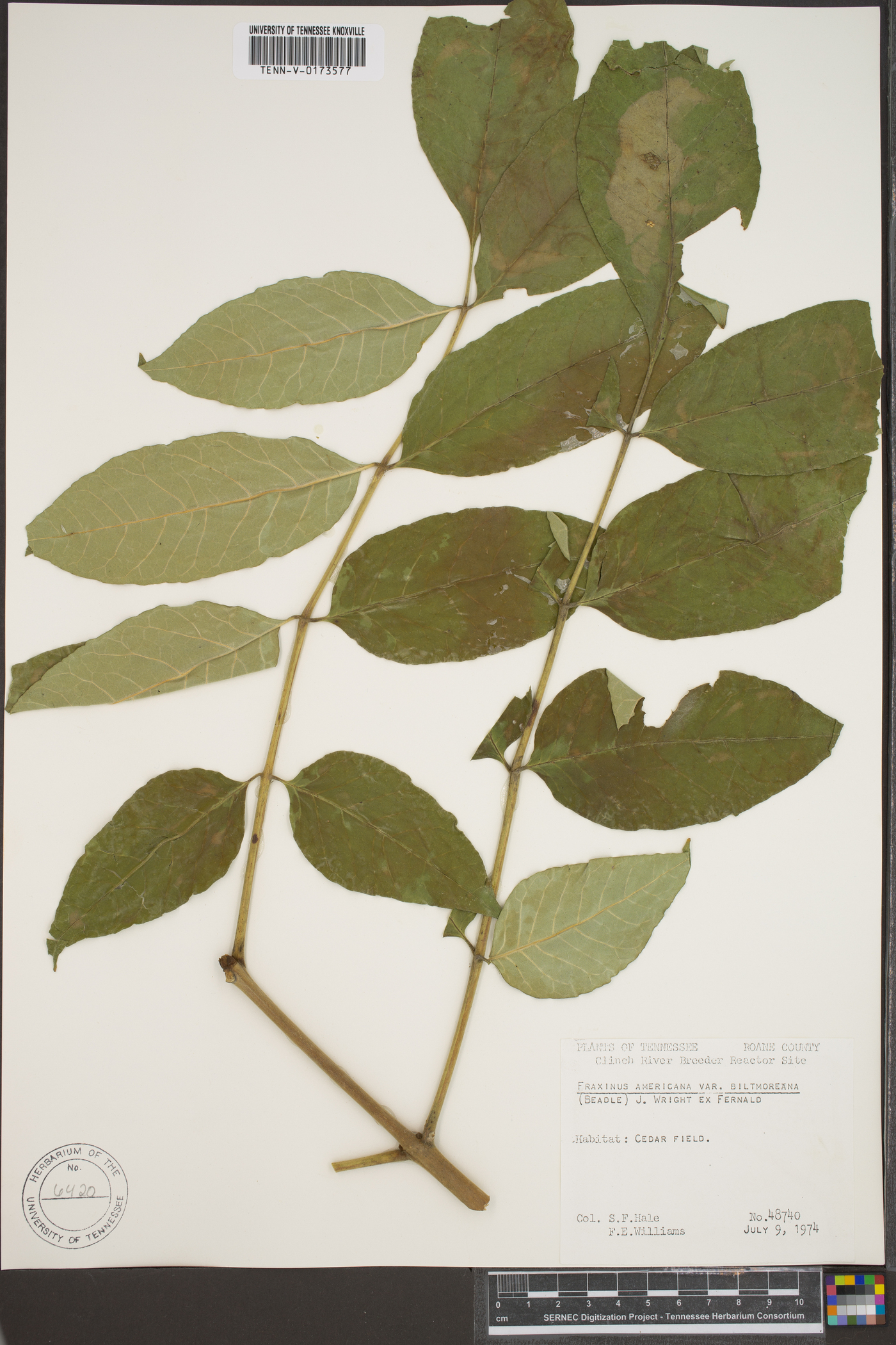 Fraxinus biltmoreana image