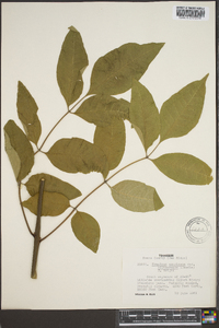 Fraxinus biltmoreana image