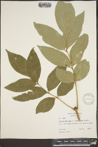 Fraxinus biltmoreana image