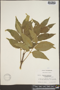 Fraxinus biltmoreana image