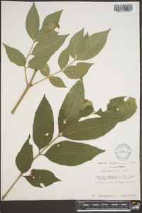 Fraxinus biltmoreana image