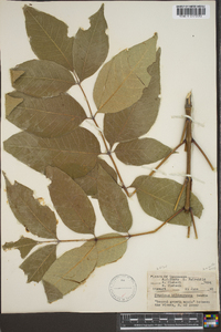 Fraxinus biltmoreana image