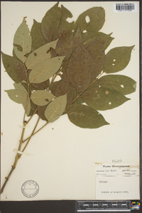 Fraxinus biltmoreana image