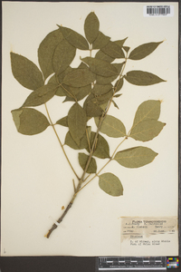 Fraxinus biltmoreana image