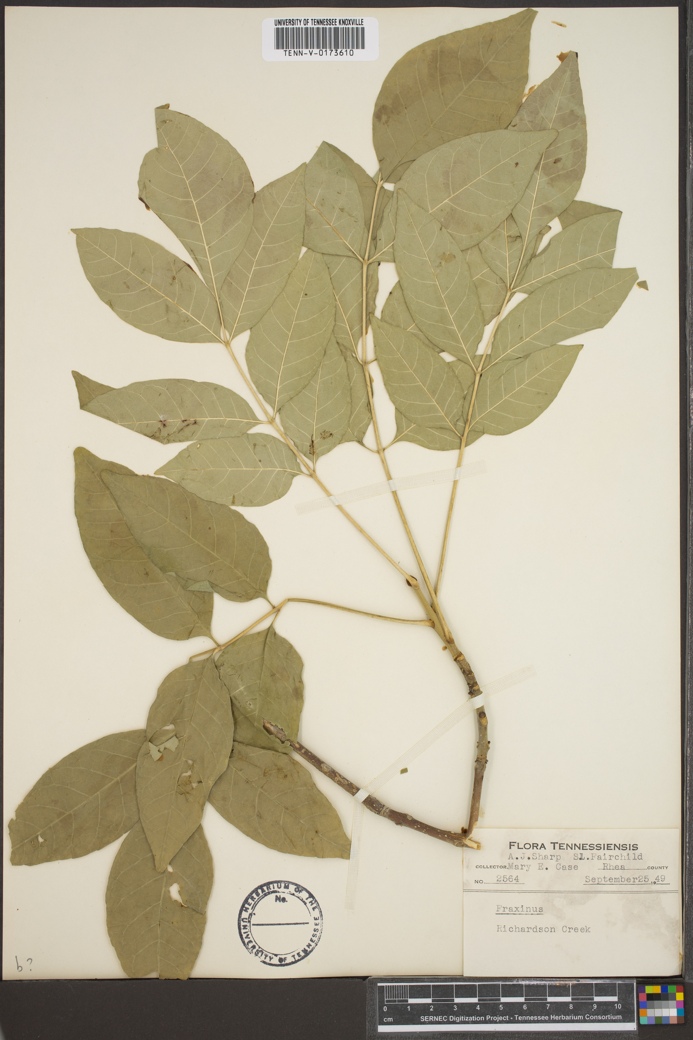 Fraxinus biltmoreana image