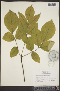 Fraxinus biltmoreana image