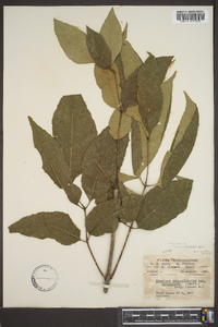 Fraxinus biltmoreana image