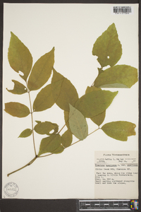 Fraxinus biltmoreana image