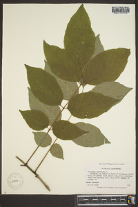 Fraxinus biltmoreana image